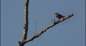 blaukehlchen