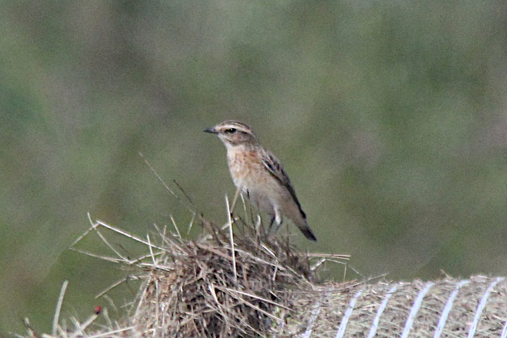 Braunkehlchen