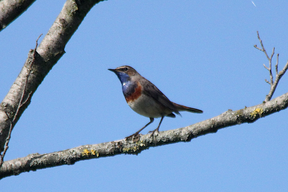 Blaukehlchen