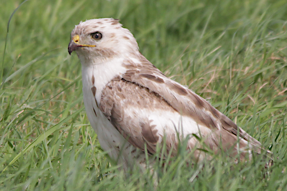 Mäusebussard