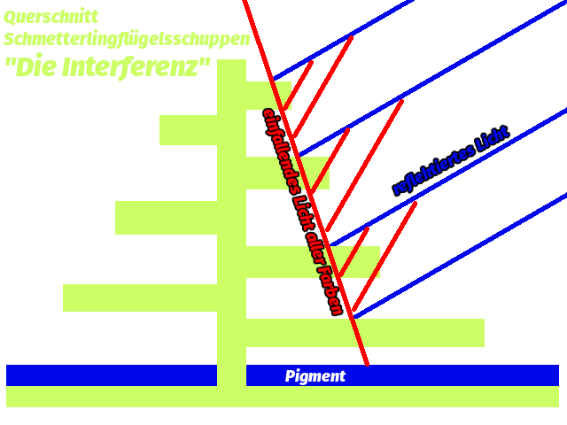 schmetterlingsfluegelschuppen