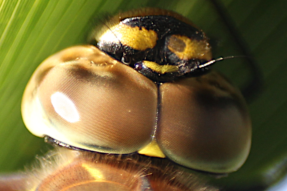 facettenauge einer Libelle